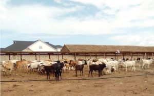 Kwale_Feedlot_2