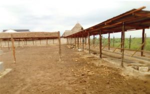 Kwale_Feedlot_3