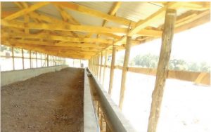 Mikinduri_Feedlots_2