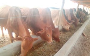 Nkoitalel_feedlots_1