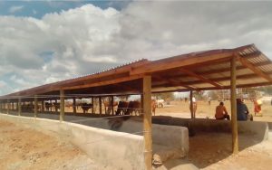 Nkoitalel_feedlots_2