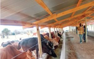 Nkoitalel_feedlots_3