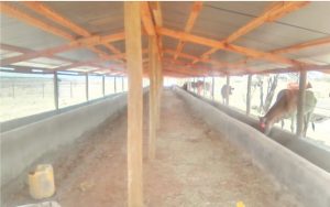 Nkoitalel_feedlots_4