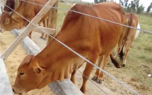 Nkoriri_Feedlots1