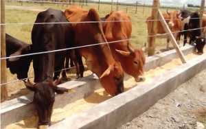 Nkoriri_Feedlots2