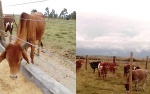 Nkoriri_Feedlots3