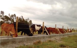 Nkoriri_Feedlots4